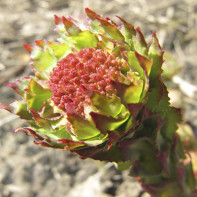 Zdjęcie Rhodiola 4