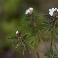 Φωτογραφία marsh ledum 3