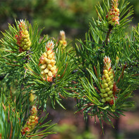 Foto van pijnboomknoppen 4