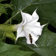 Datura fotografija 5