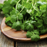 Photo of cilantro 4