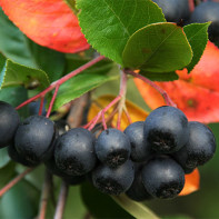 Foto Aronia 5