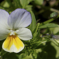 Foto de violeta tricolor 4