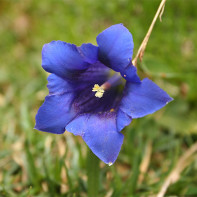 Gentian fotoğraf 5