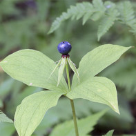 Photo de l'oeil du corbeau 2