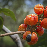 Fotka z Guarana 2