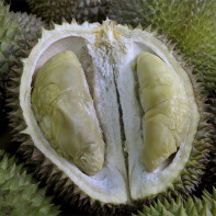 Foto de durian 4