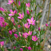 Photo of centaury 2