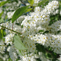 Photo of bird cherry