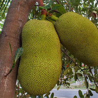 Jackfruit-valokuva