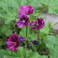 Photo de la forêt de mauve 2