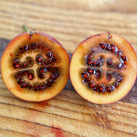 Tamarillo gambar 5