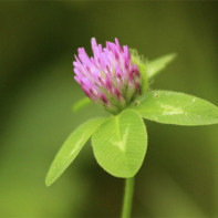 Fotoğraf clover meadow 3