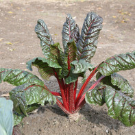 Photo of chard 4