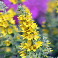 Foto de uma loosestrife 5