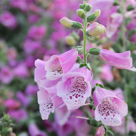 Digitalis fotó 4