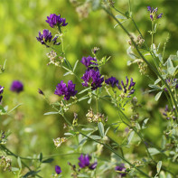 Foto van alfalfa 3