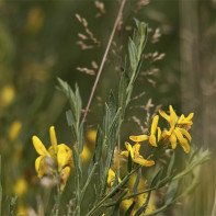 Foto Gorse Dye 5