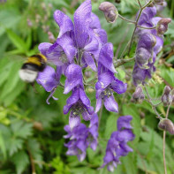 Photo d'aconite 3