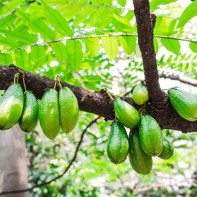 Bilimbi Meyve Fotoğraf