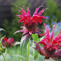 Foto Monarda 3