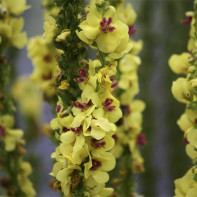 Foto de Mullein Grass 3