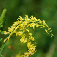 Fotoğraf sweet clover 2