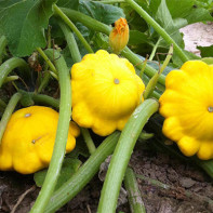 Squash-foto