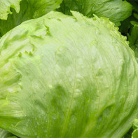 Iceberg Salad Foto 4