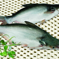 Pangasius fotoğraf 5