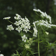 Foto de cicuta