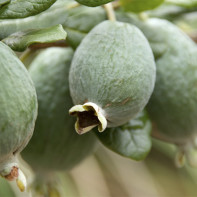 Feijoa φωτογραφία 3