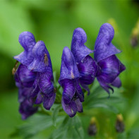 Fotografie aconite 4