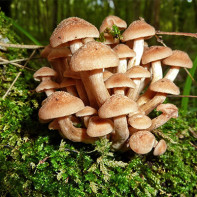 Fotopaddestoelen 2