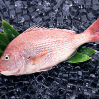 Photo of sea bass