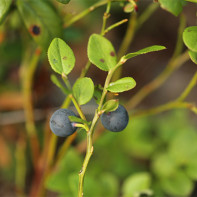 Photo de feuilles de bleuet