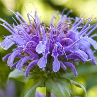 Photo monarda 5