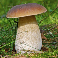 Interesting facts about porcini mushrooms