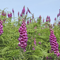 Digitalis photo 2