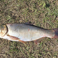 Foto ikan mas perak