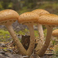 Fotopaddestoelen 3