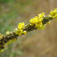 Fotografie 2 iarbă Mullein