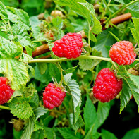 Framboises photo 2