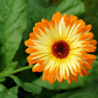 Calendula foto 5