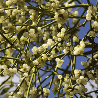 Photo of mistletoe white