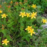 Hypericum nuotrauka 5