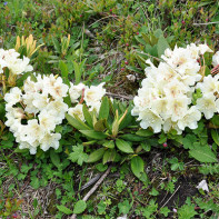 Fénykép kaukázusi Rhododendron 3-ból