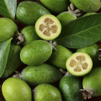 Feijoa nuotraukos