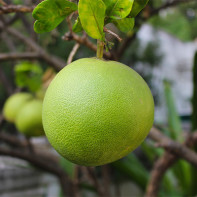 Foto de fruta de pomelo