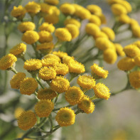 Tansy nuotrauka 5